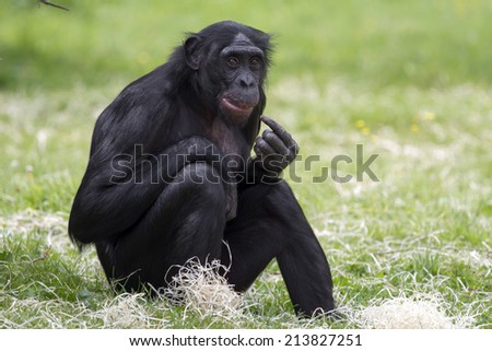 Bonobo