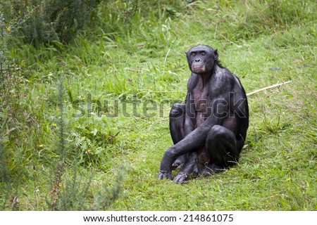 Bonobo