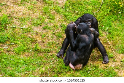 Bonobo Couple Being Intimate Together, Social Human Ape Behavior, Pygmy Chimpanzee, Endangered Primate Specie From Africa