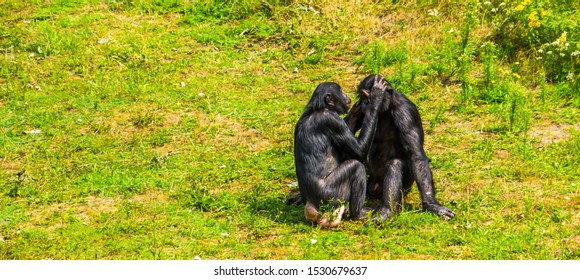 Bonobo Couple Grooming, Human Apes, Pygmy Chimpanzees, Social Primate Behavior, Endangered Animal Specie From Africa