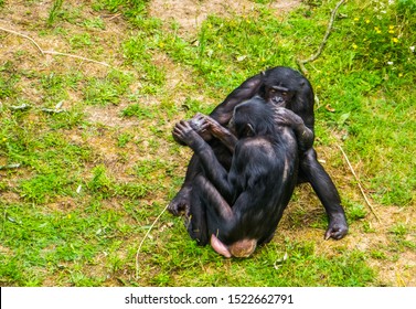 Bonobo Couple Sitting Close Together, Social And Intimate Human Ape Behavior, Endangered Primate Specie From Africa