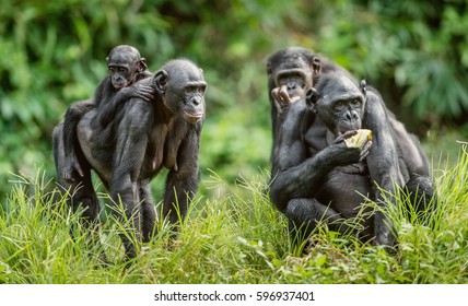 Bonobo Cub on the mother's back in natural habitat. Green natural background. The Bonobo ( Pan paniscus), called the pygmy chimpanzee. Democratic Republic of Congo. Africa - Shutterstock ID 596937401