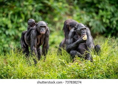 Bonobo Cub on the mother's back in natural habitat. Green natural background. The Bonobo ( Pan paniscus), called the pygmy chimpanzee. Democratic Republic of Congo. Africa - Shutterstock ID 737838274