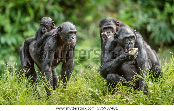 Bonobo Cub on the mother's back in natural habitat. Green natural background. The Bonobo ( Pan paniscus), called the pygmy chimpanzee. Democratic Republic of Congo. Africa