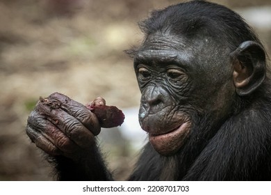 A Bonobo Monkey Eating A Beet Holding In Its Hand