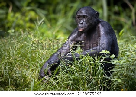 A bonobo monkey sitting and thinking on a field in the Democratic Republic of the Congo