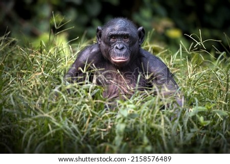 A bonobo monkey sitting and thinking on a field in the Democratic Republic of the Congo