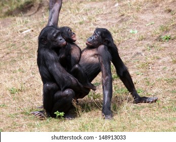 Big gorilla haveing sex Big gorilla haveing sex thanks for