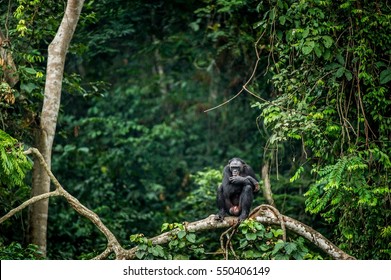 Bonobo on the branch of the tree in natural habitat. Green natural background. The Bonobo ( Pan paniscus), called the pygmy chimpanzee. Democratic Republic of Congo. Africa
