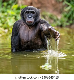 Bonobo in the water. The Bonobo ( Pan paniscus), called the pygmy chimpanzee. Democratic Republic of Congo. Africa