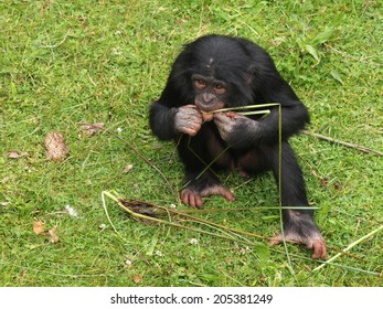 Bonobo Youngster