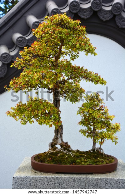 art form using small trees Bonsai Asian Art Form Using Cultivation Stock Photo (Edit Now art form using small trees Bonsai Asian Art Form Using Cultivation Stock Photo (Edit Now