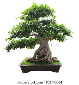 bonsai banyan tree with white background