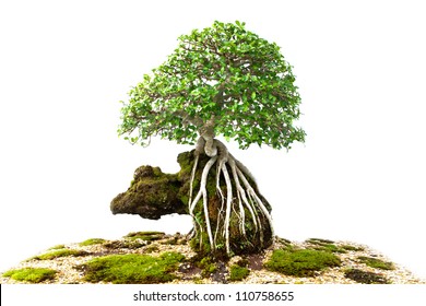 Bonsai Banyan Tree With White Background