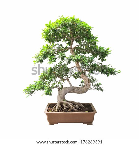 bonsai banyan tree with a white background