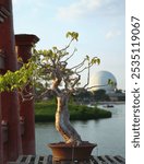 Bonsai, a Bursera Simaruba or gumbo limbo or tourist tree.