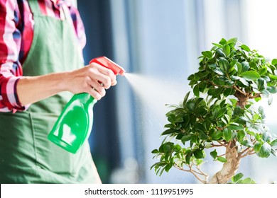 Bonsai care and tending houseplant growth. Watering small tree. - Powered by Shutterstock