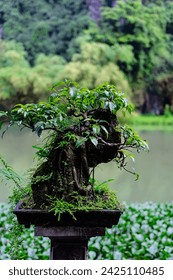 Bonsai Collection in Asian Country