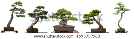Bonsai conifer trees from Japan white isolated