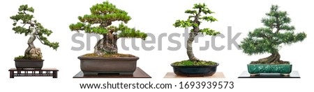 Bonsai conifer trees white isolated panorama