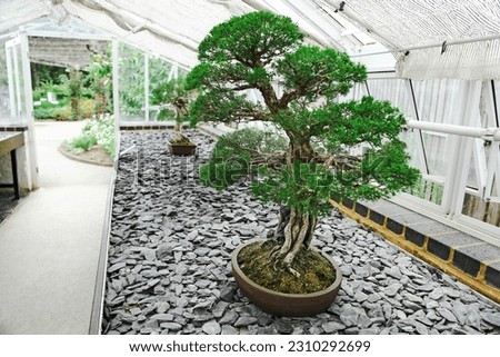 Bonsai coniferous tree is located in the greenhouse. A public park with a bonsai plant exhibition. East Asian Horticulture.