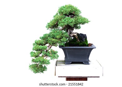 Bonsai - Dwarf Japanese Garden Juniper On White Background