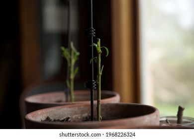 Bonsai Dwarf Willow Tree Plants 