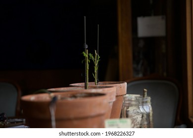 Bonsai Dwarf Willow Tree Plants 