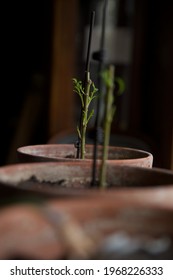 Bonsai Dwarf Willow Tree Plants 