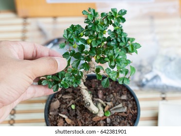 Bonsai Equipment and step making bonsai - Powered by Shutterstock