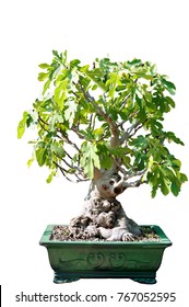 Bonsai Of A Fig Tree In Pot And Completely Cut Out On White Background