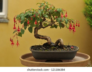 Bonsai Fuchsia Flower In Pot, Detail