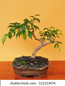 Bonsai Fuchsia In Pot