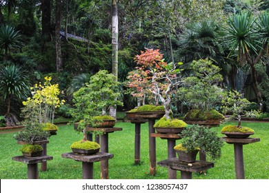 Bonsai Garden Thailand