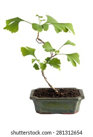 Bonsai, Ginkgo Biloba