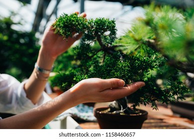 Bonsai greenhouse center. rows with small trees, woman working and taking care of the plants - Powered by Shutterstock