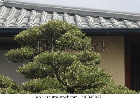 bonsai japan tree lanscape green