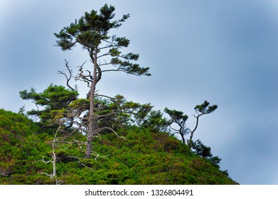 Bonsai Looking Tree On Top Of A Cliff In Newport, Oregon