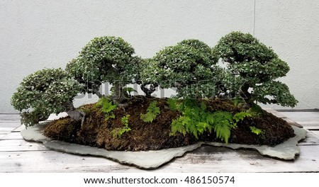 Bonsai and Penjing landscape with miniature forest of deciduous trees in a tray