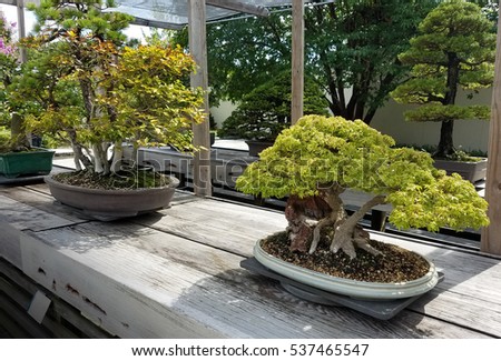Bonsai and Penjing landscape with miniature trees in trays 