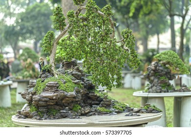 Bonsai And Penjing With Miniature In A Tray