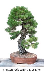 Bonsai of a pine in pot and completely cut out on white background