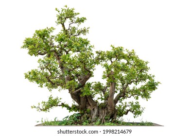 Bonsai Pine Tree. Isolated On White Background