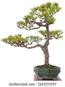 Bonsai Pine Tree. Isolated On White Background