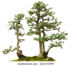 Bonsai Pine Tree. Isolated On White Background