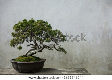 Bonsai pine tree potted with white wall as background