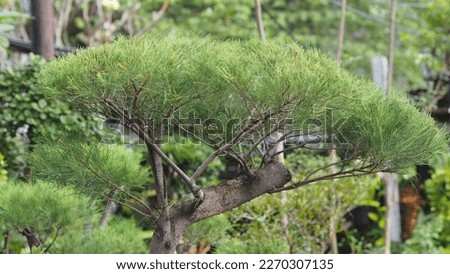 Bonsai Pinus densiflora plants are sold at plant stores