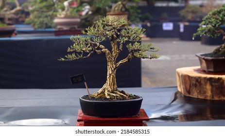 Bonsai Plant On The National Bonsai Contest Or Festival. Miniature Jade Bonsai Tree (portulacaria Afra). Cutting And Bending Small Tree. 