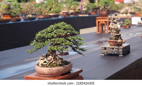 Bonsai plant on the national bonsai contest or festival. Miniature Jade Bonsai tree (portulacaria afra). cutting and bending small tree. 