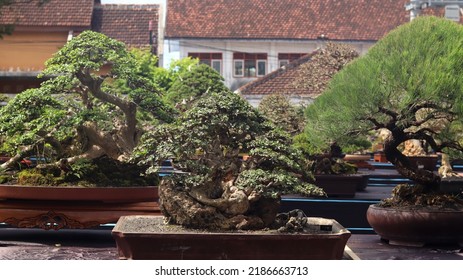 Bonsai Plant On The National Bonsai Contest Or Festival. Miniature Jade Bonsai Tree (portulacaria Afra). Cutting And Bending Small Tree. 